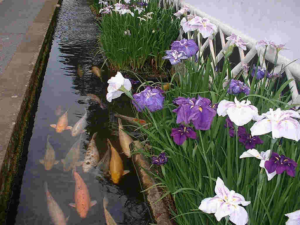 jap iris